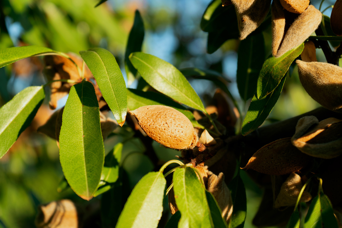 almonds Dcoop Importaco