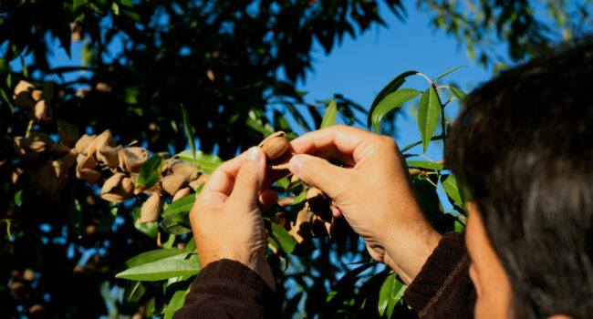 Mediterranean almonds