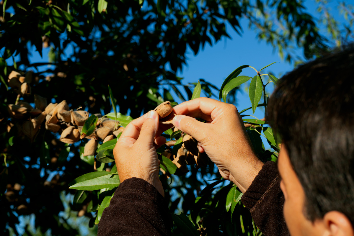 Mediterranean almonds, a product with a promising future