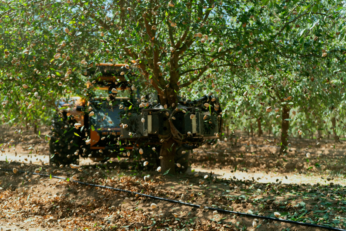 almonds production